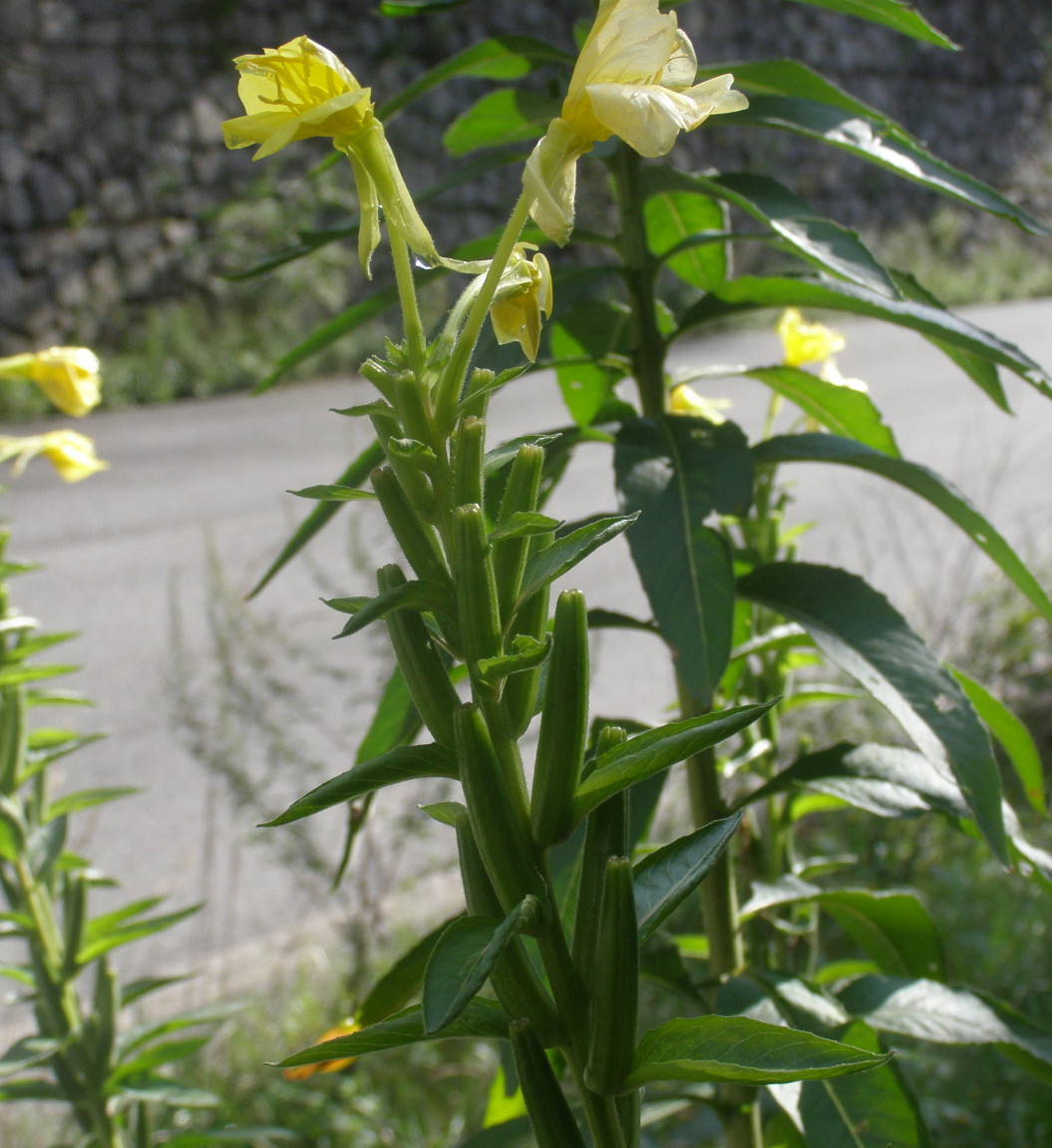 Oenothera da det.