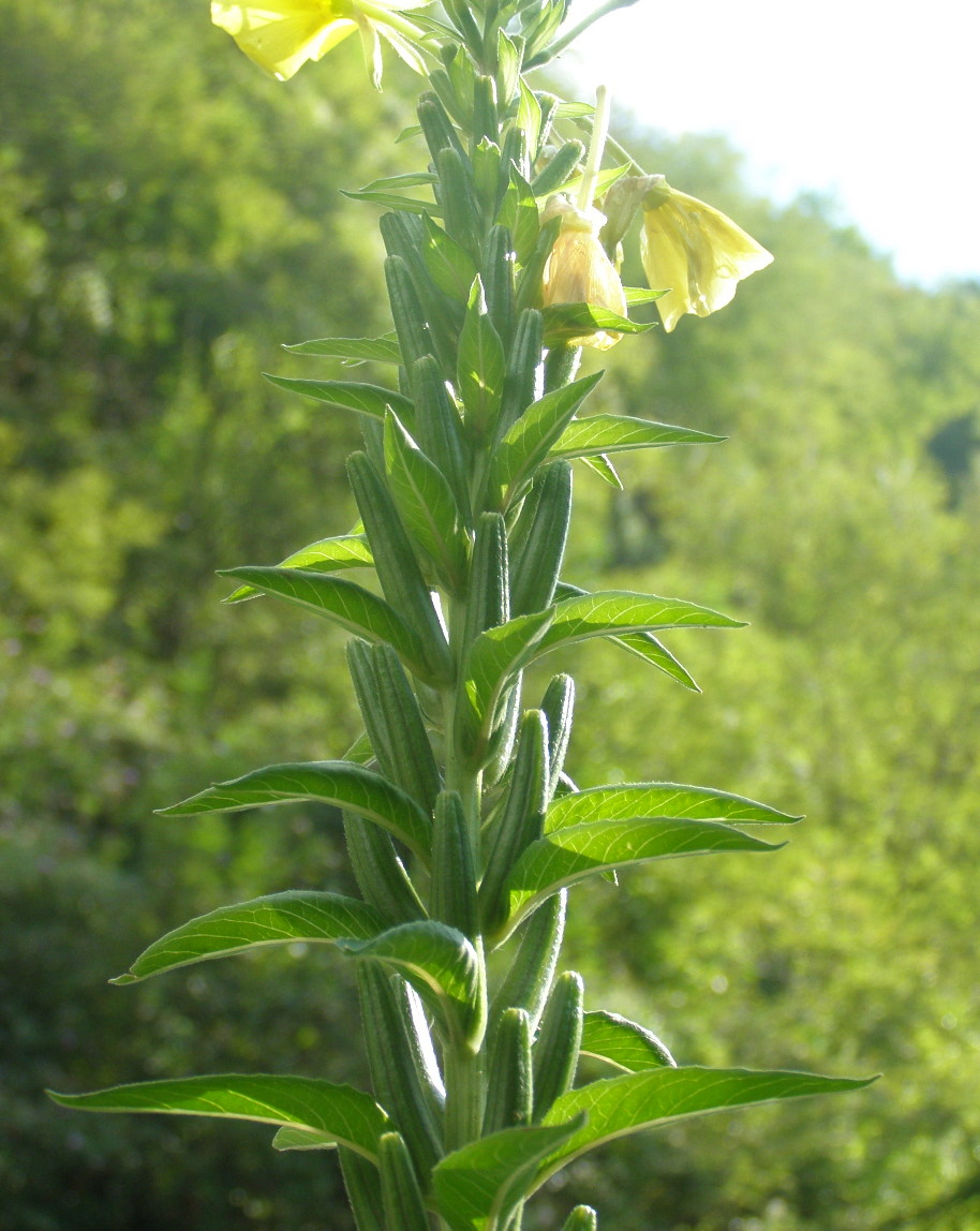 Oenothera da det.