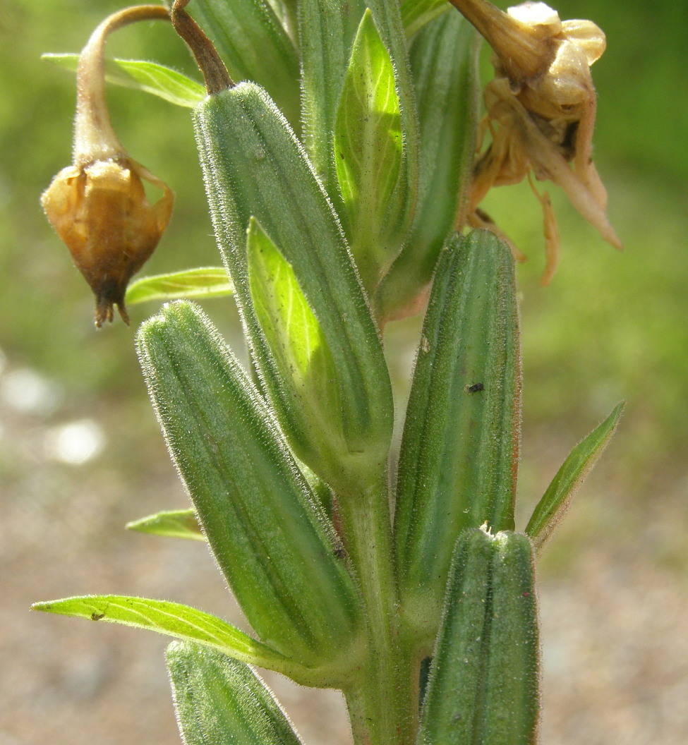 Oenothera da det.