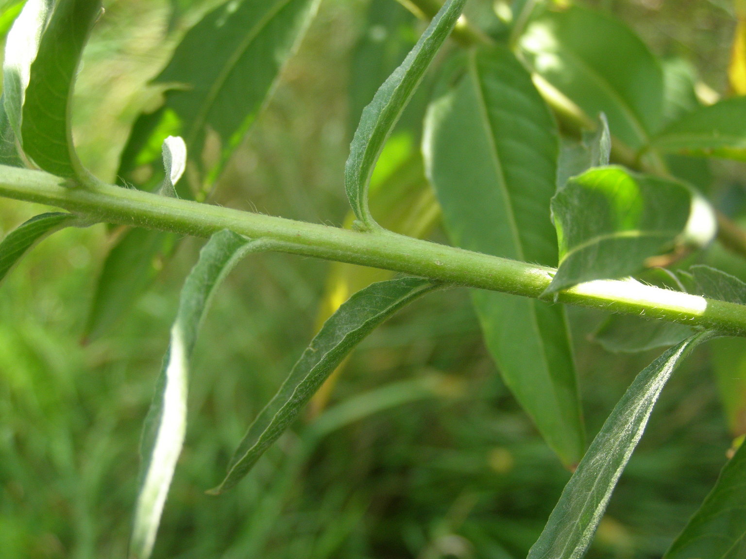 Oenothera da det.