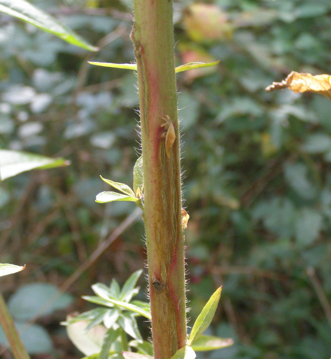 Oenothera da det.