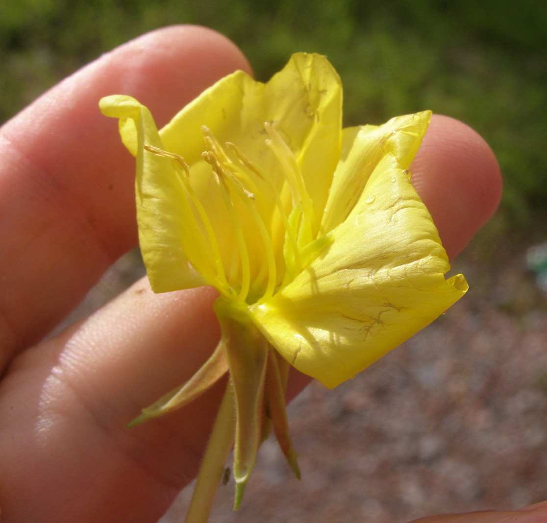 Oenothera da det.