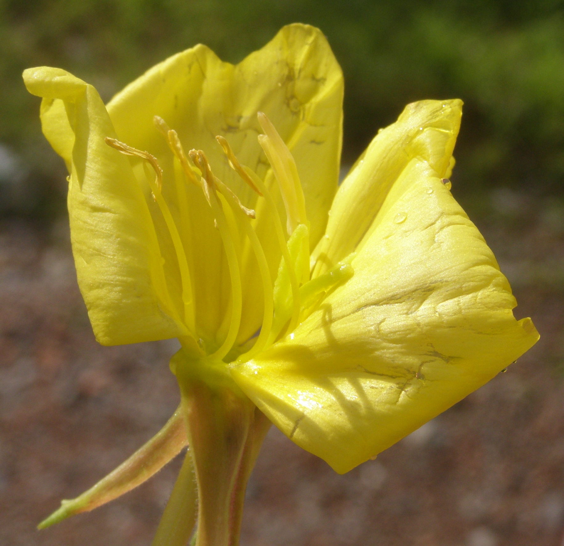 Oenothera da det.