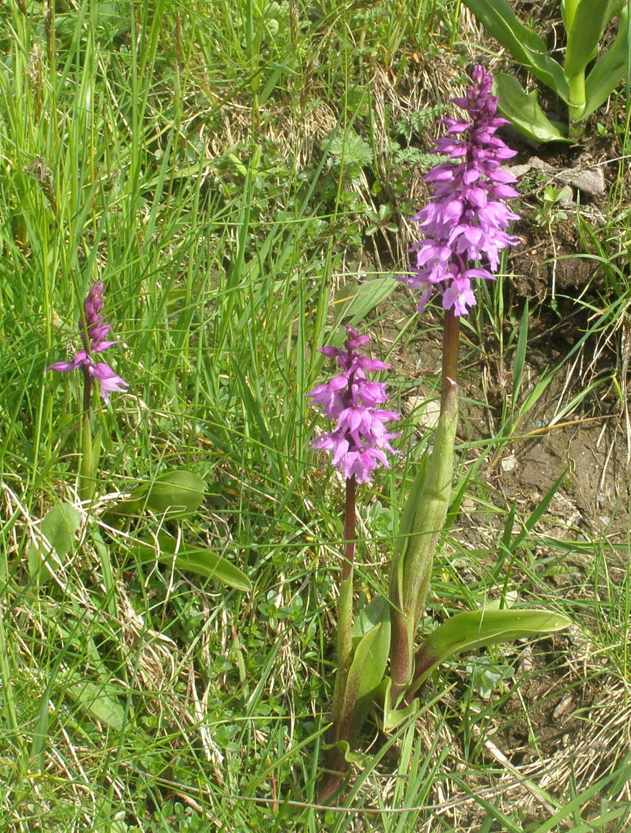 Orchis mascula subsp. speciosa