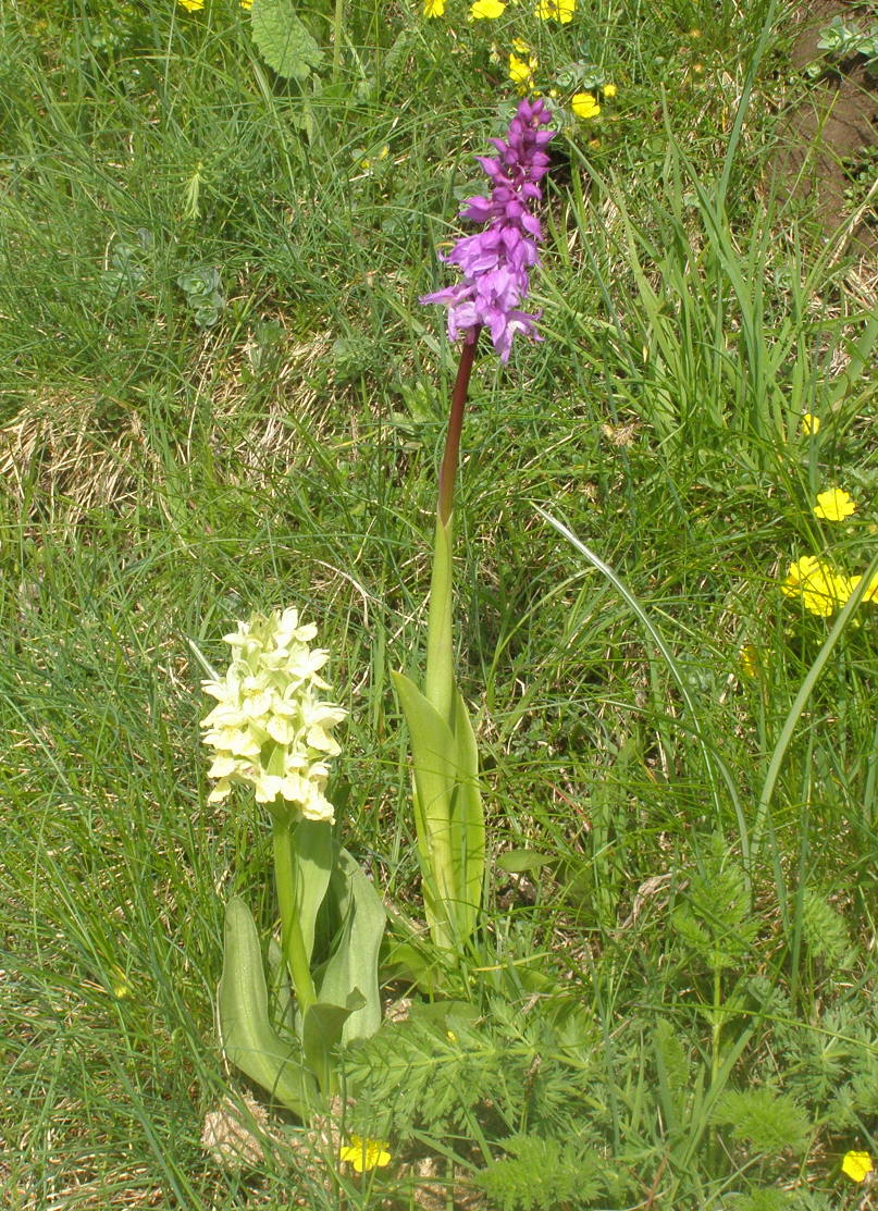 Orchis mascula subsp. speciosa