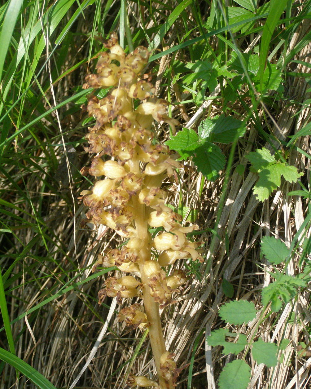 orobanche? - No, Neottia nidus-avis