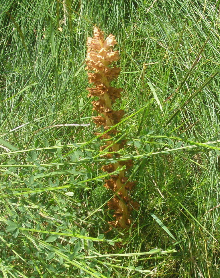 Orobanche rapum-genistae / Succiamele maggiore