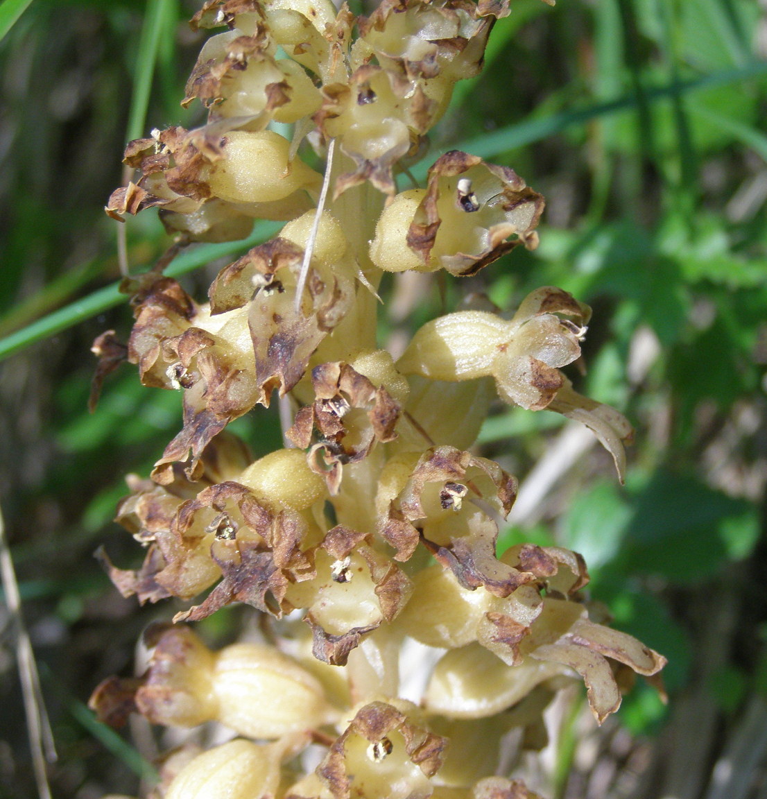 orobanche? - No, Neottia nidus-avis