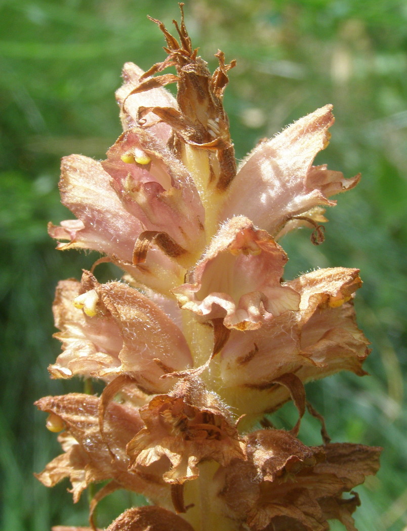 Orobanche rapum-genistae / Succiamele maggiore