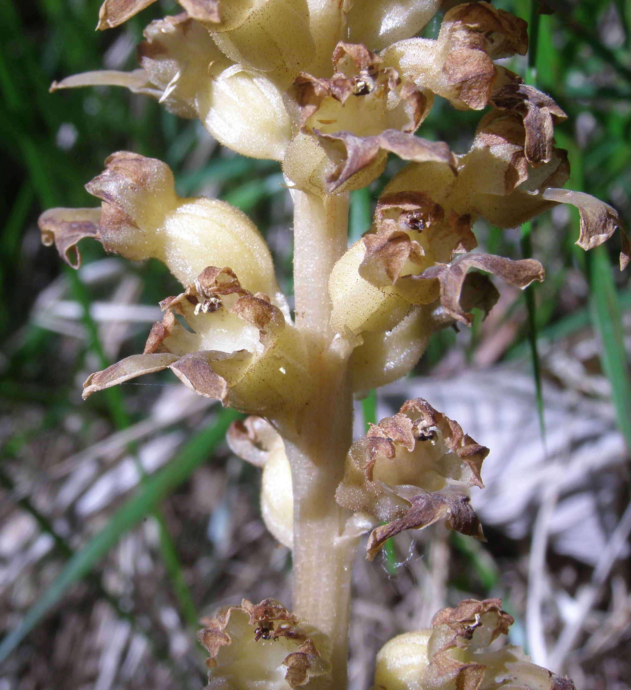 orobanche? - No, Neottia nidus-avis