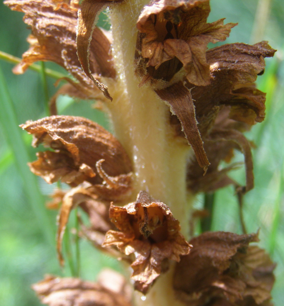 Orobanche rapum-genistae / Succiamele maggiore