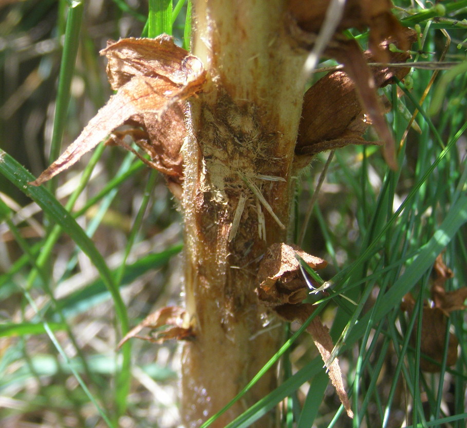 Orobanche rapum-genistae / Succiamele maggiore