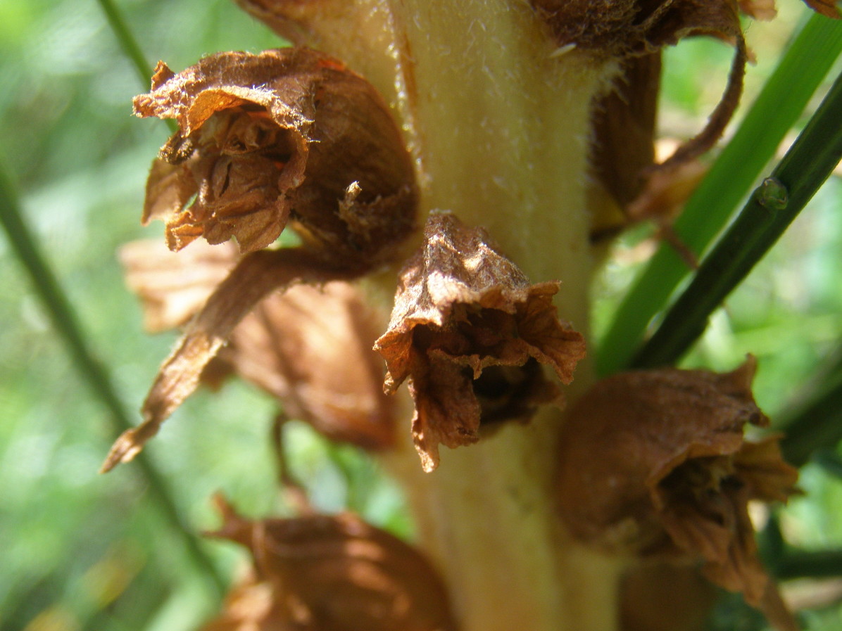 Orobanche rapum-genistae / Succiamele maggiore