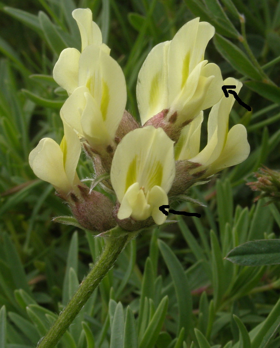 Oxytropis campestris / Astragalo villoso