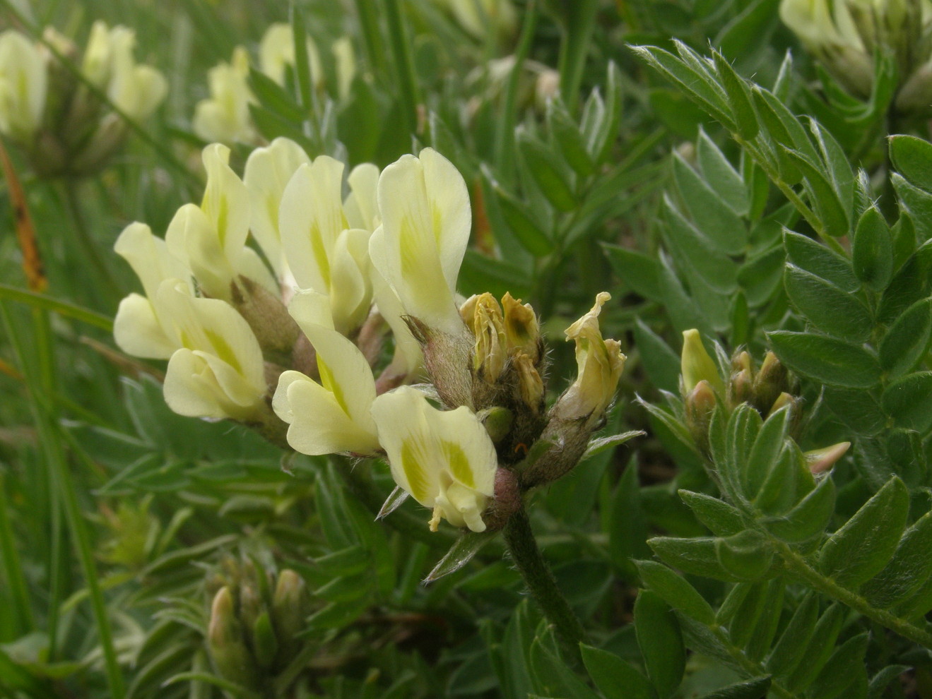 Oxytropis campestris / Astragalo villoso