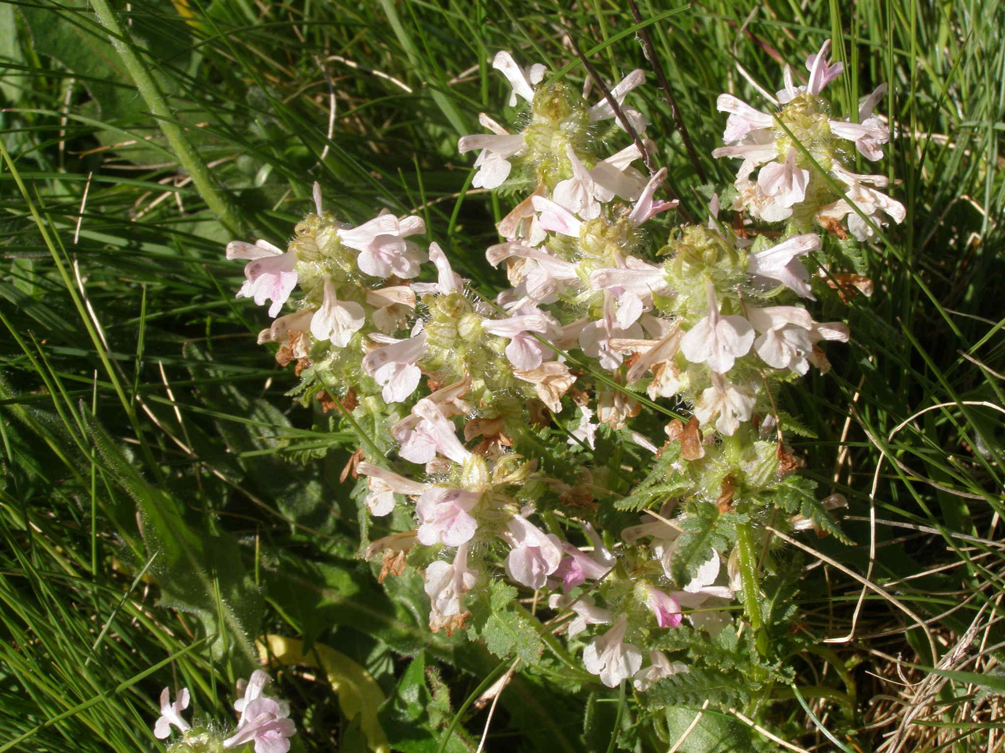 Pedicularis verticillata