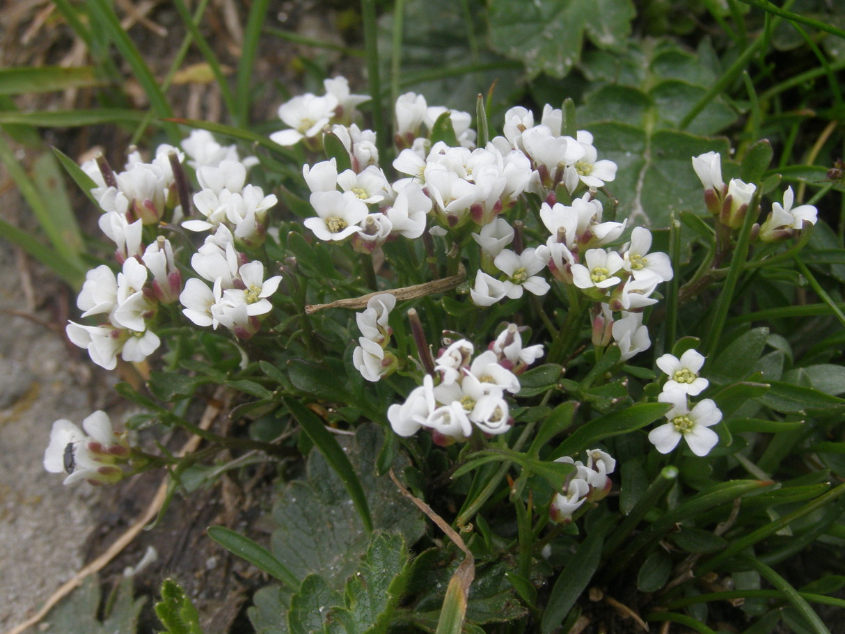 Cardamine resedifolia e  Hornungia alpina