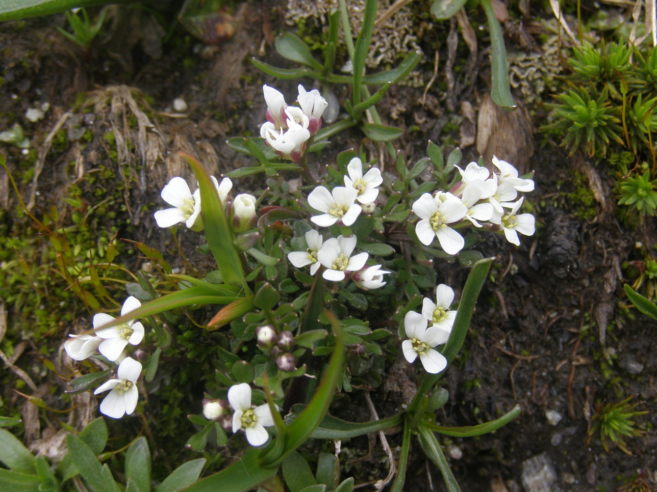 Cardamine resedifolia e  Hornungia alpina