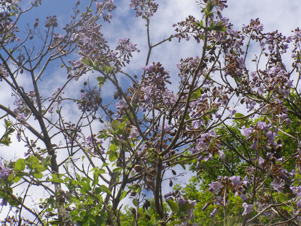 Paulownia tomentosa