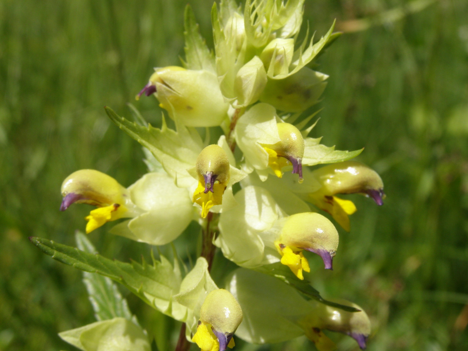 Rhinanthus glacialis