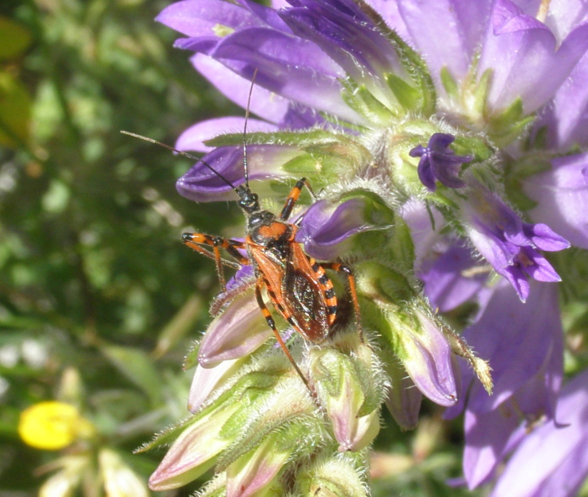 Rhynocoris da id.