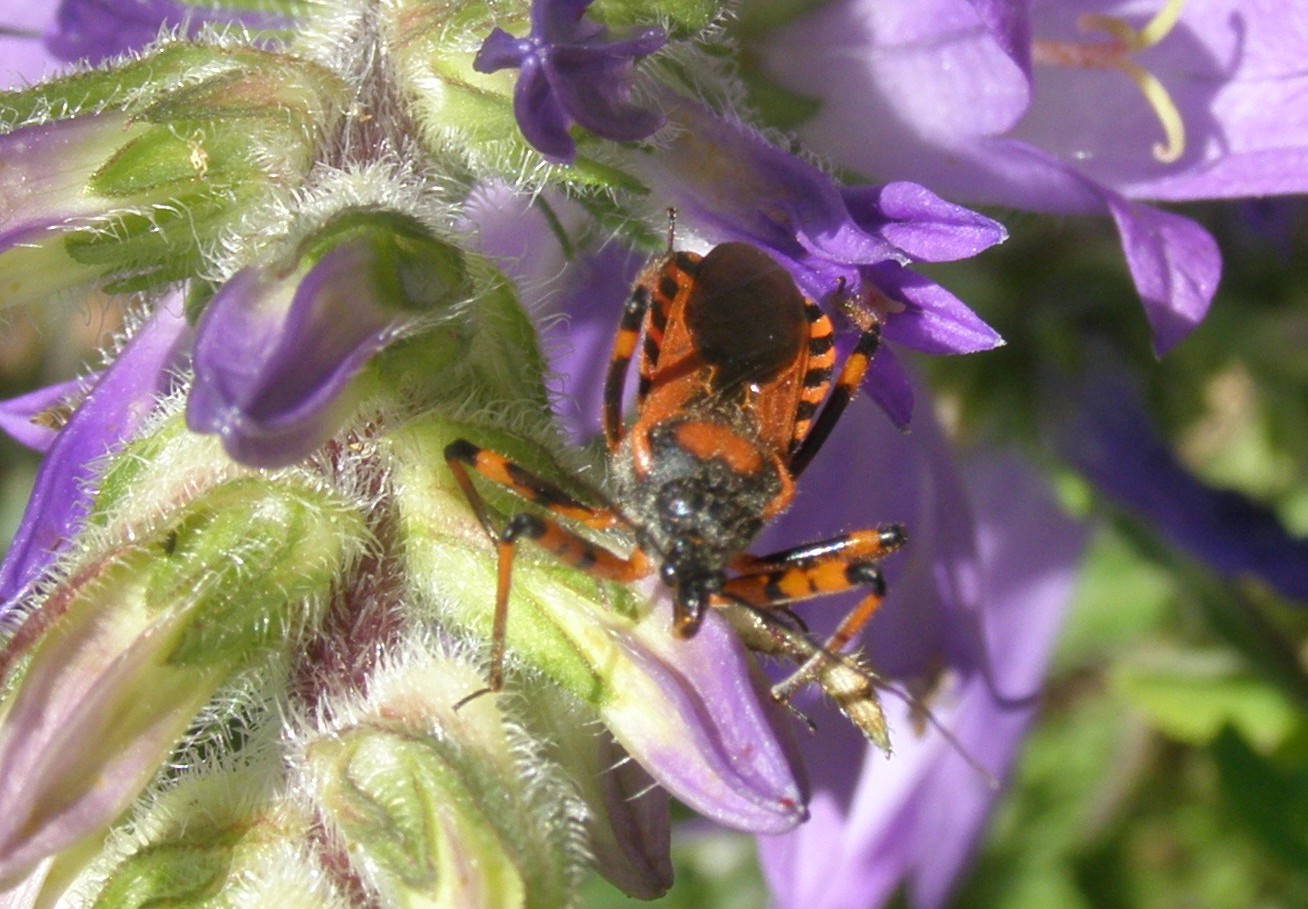 Rhynocoris da id.