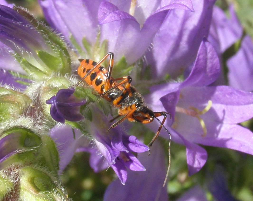 Rhynocoris da id.