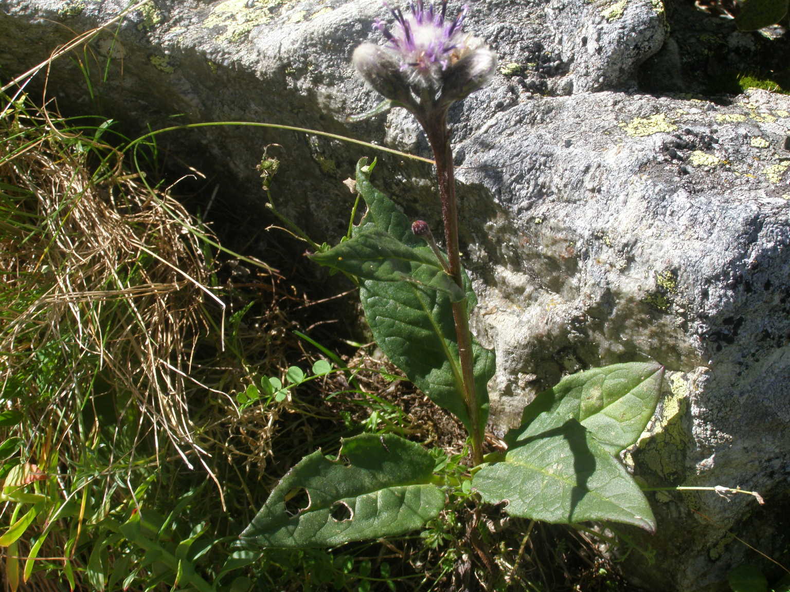 Saussurea alpina