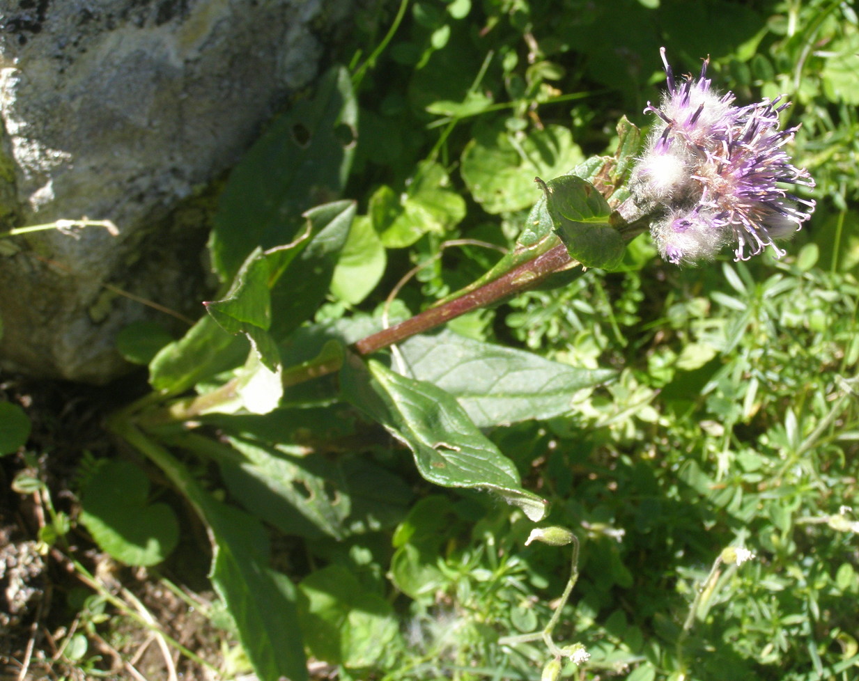 Saussurea alpina