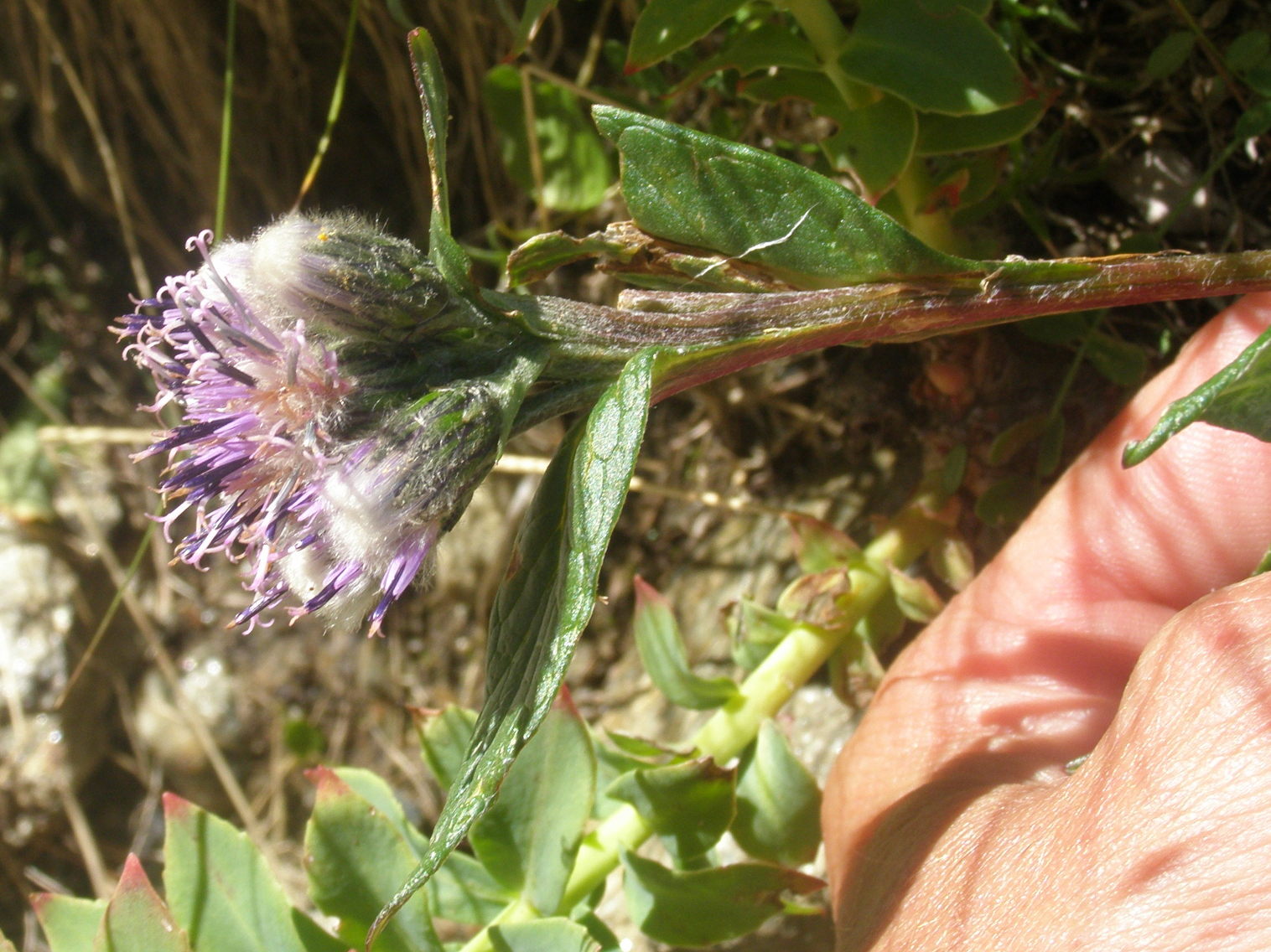 Saussurea alpina