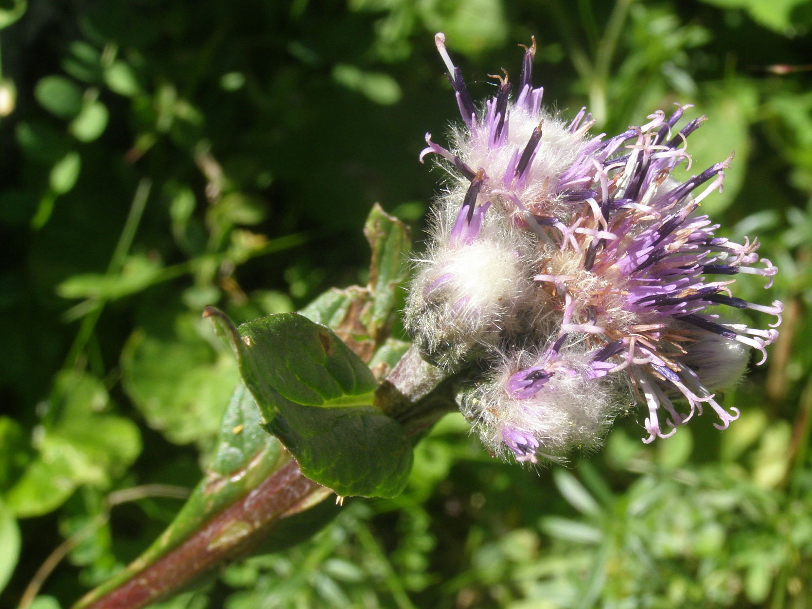 Saussurea alpina