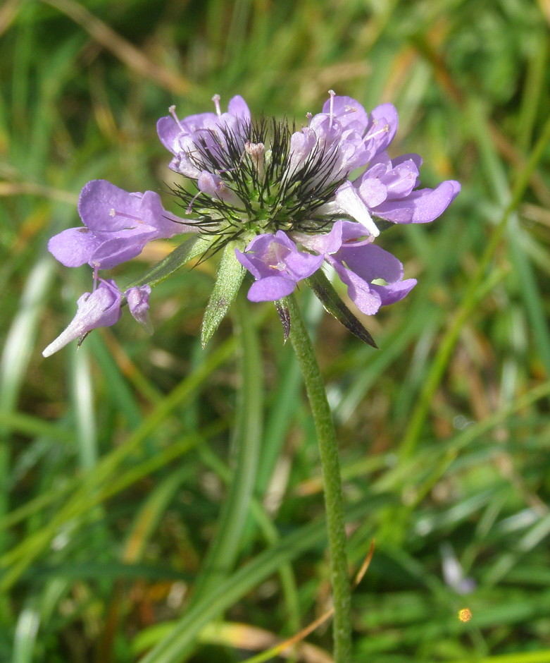 Scabiosa columbaria / Vedovina selvatica