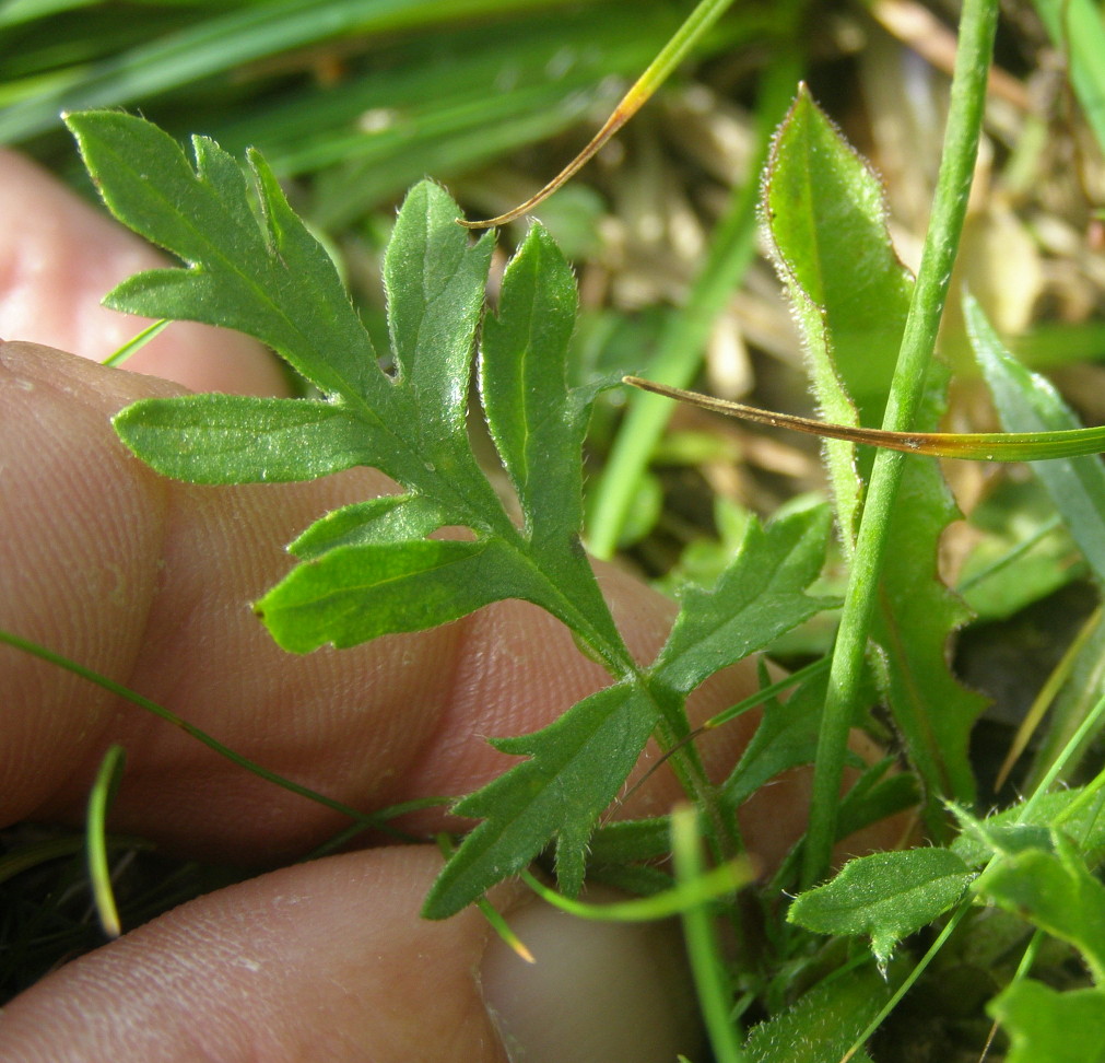 Scabiosa columbaria / Vedovina selvatica