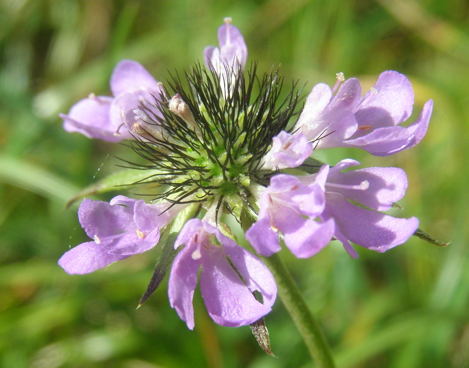 Scabiosa columbaria / Vedovina selvatica