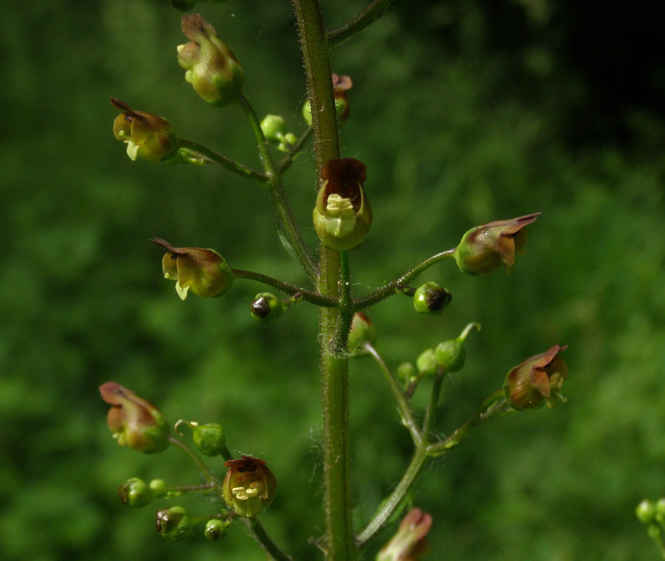 scrofulariacea da det.