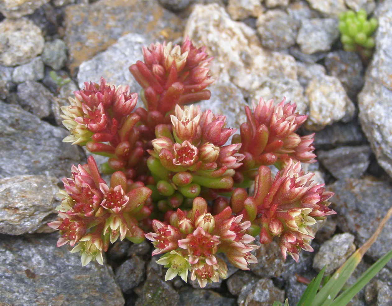 Sedum atratum / Borracina verde scura