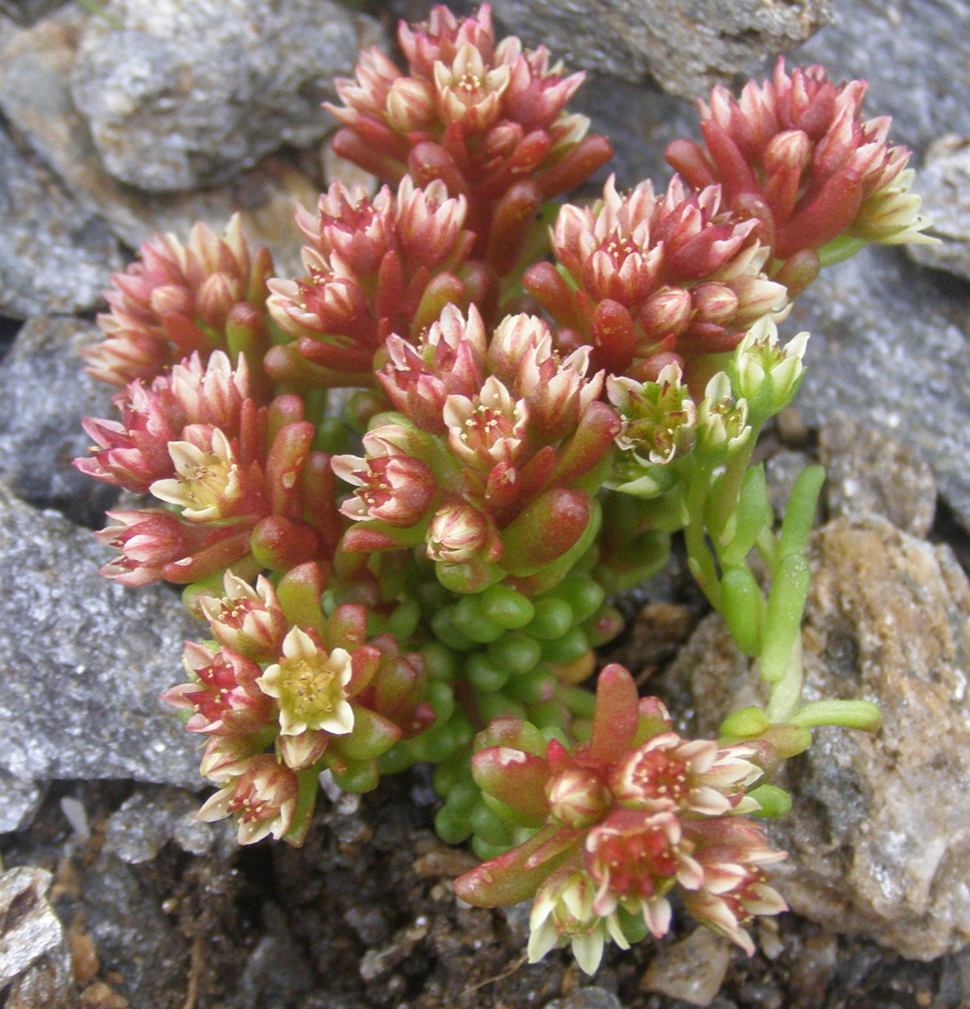 Sedum atratum / Borracina verde scura