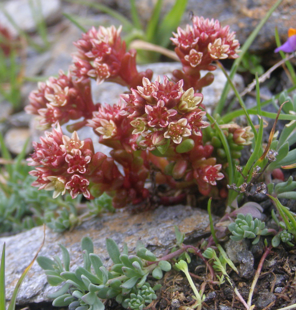 Sedum atratum / Borracina verde scura