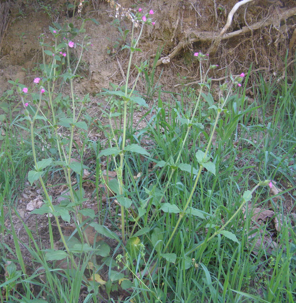 Silene dioica