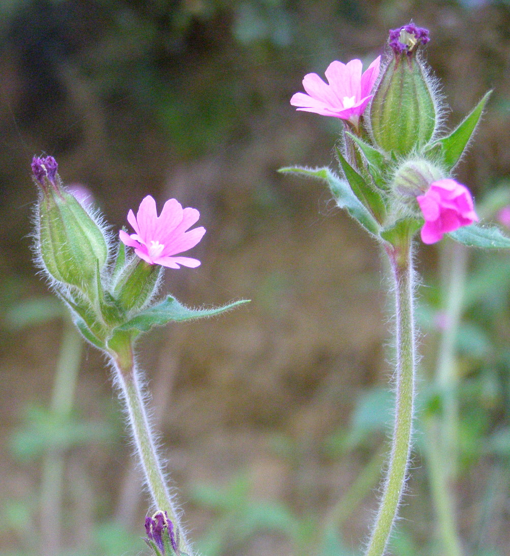 Silene dioica