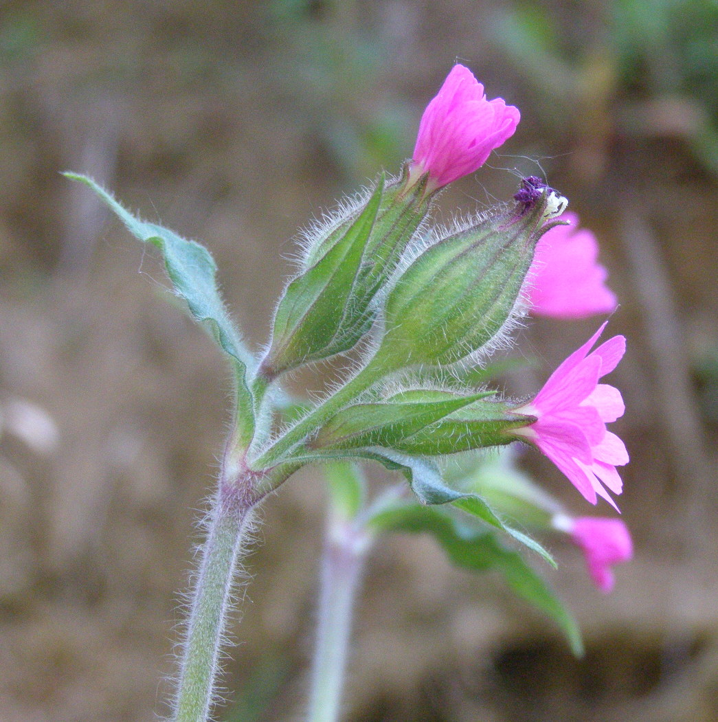 Silene dioica