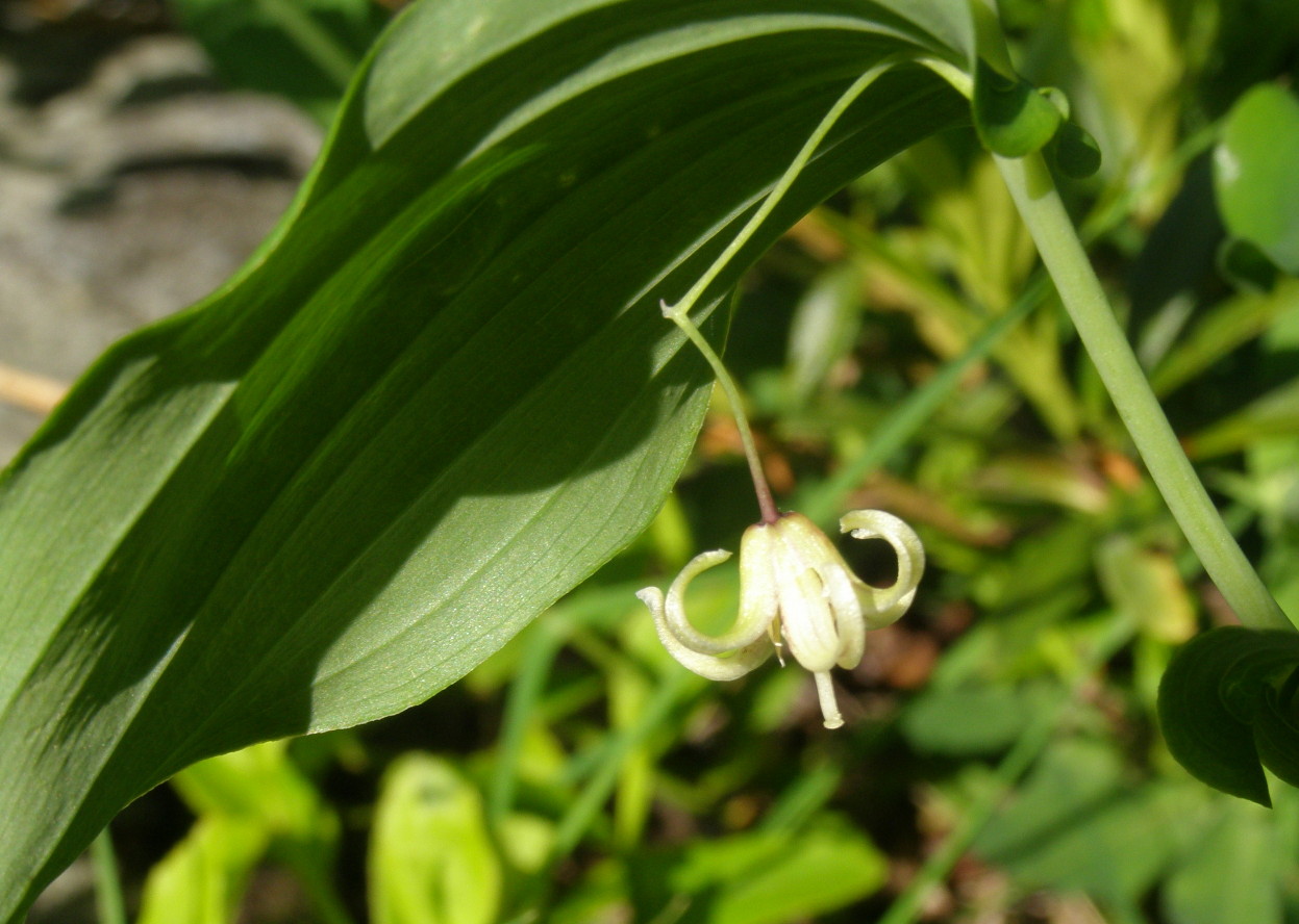 Streptopus amplexifolius