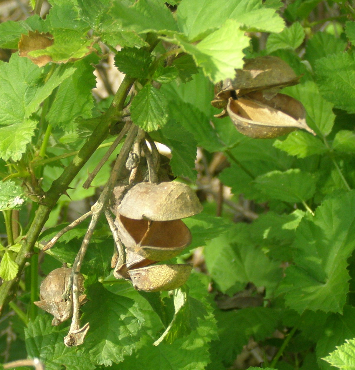 Paulownia tomentosa