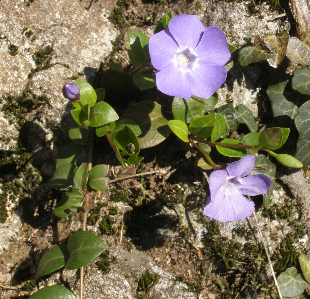 Vinca minor / Pervinca minore