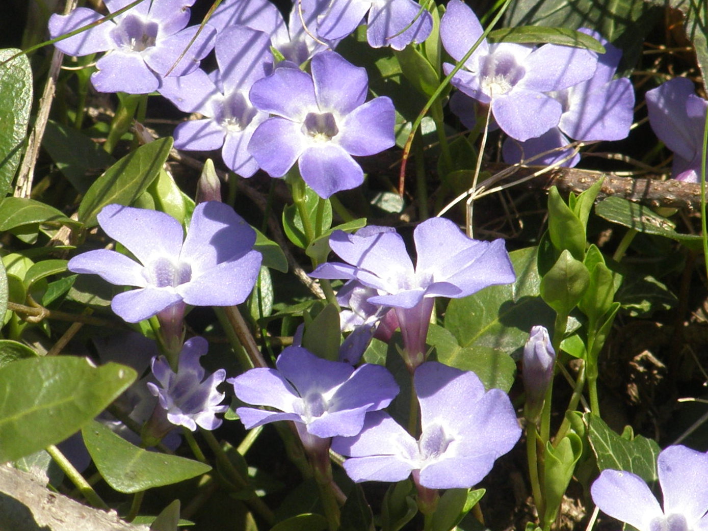 Vinca minor / Pervinca minore