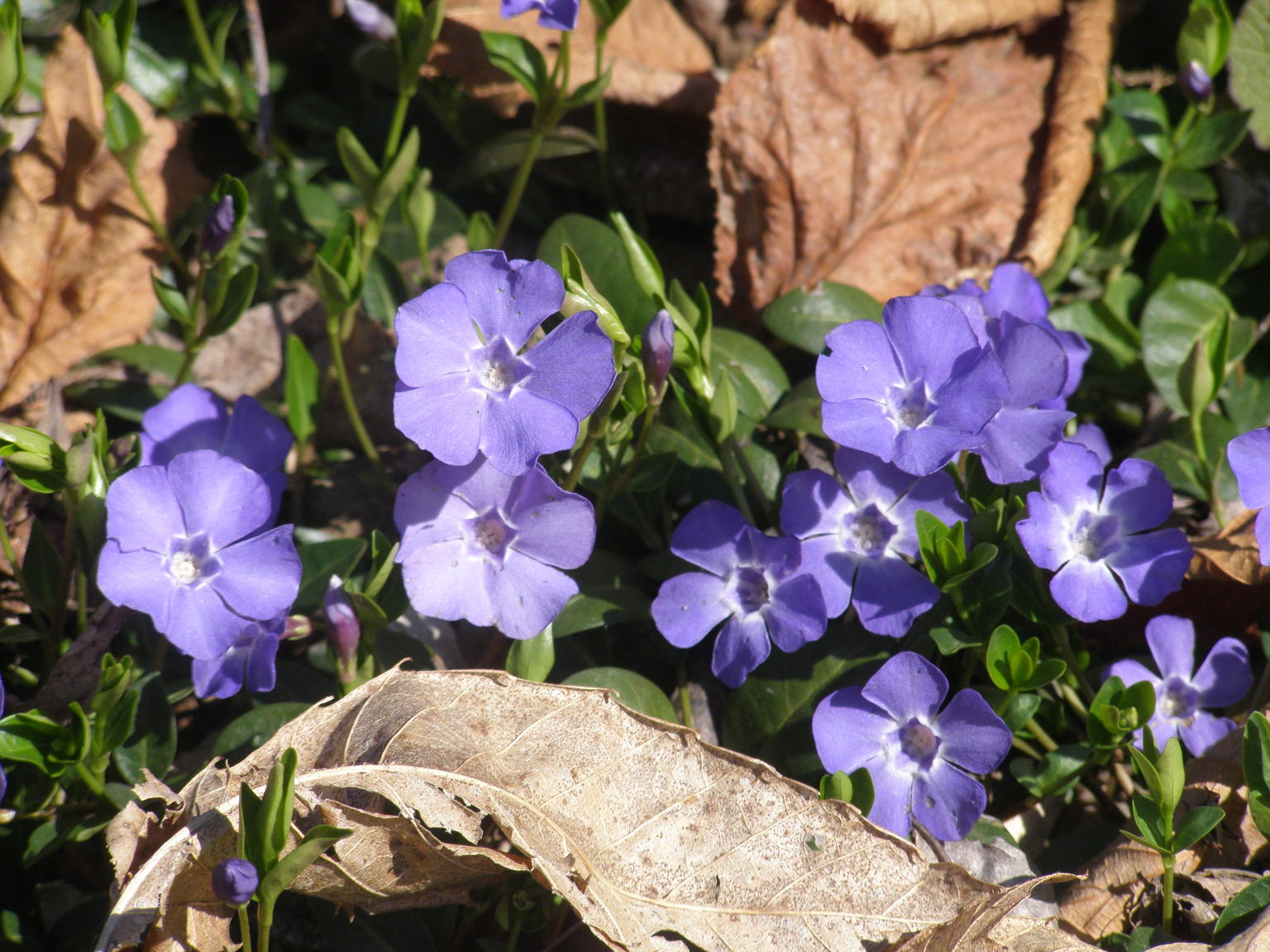 Vinca minor / Pervinca minore