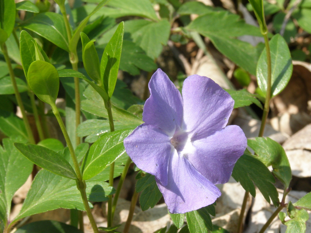 Vinca minor / Pervinca minore