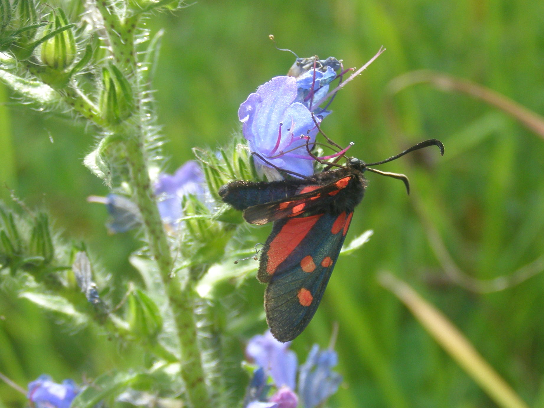 zygaena da id.