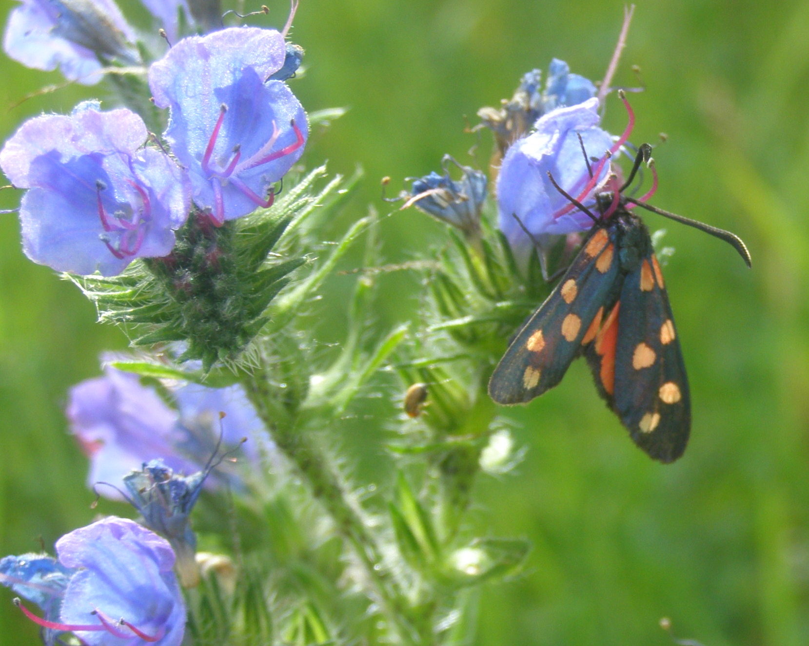 Da det. - Zygaena (Zygaena) transalpina