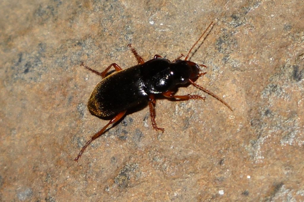 Pseudoophonus rufipes, Carabidae